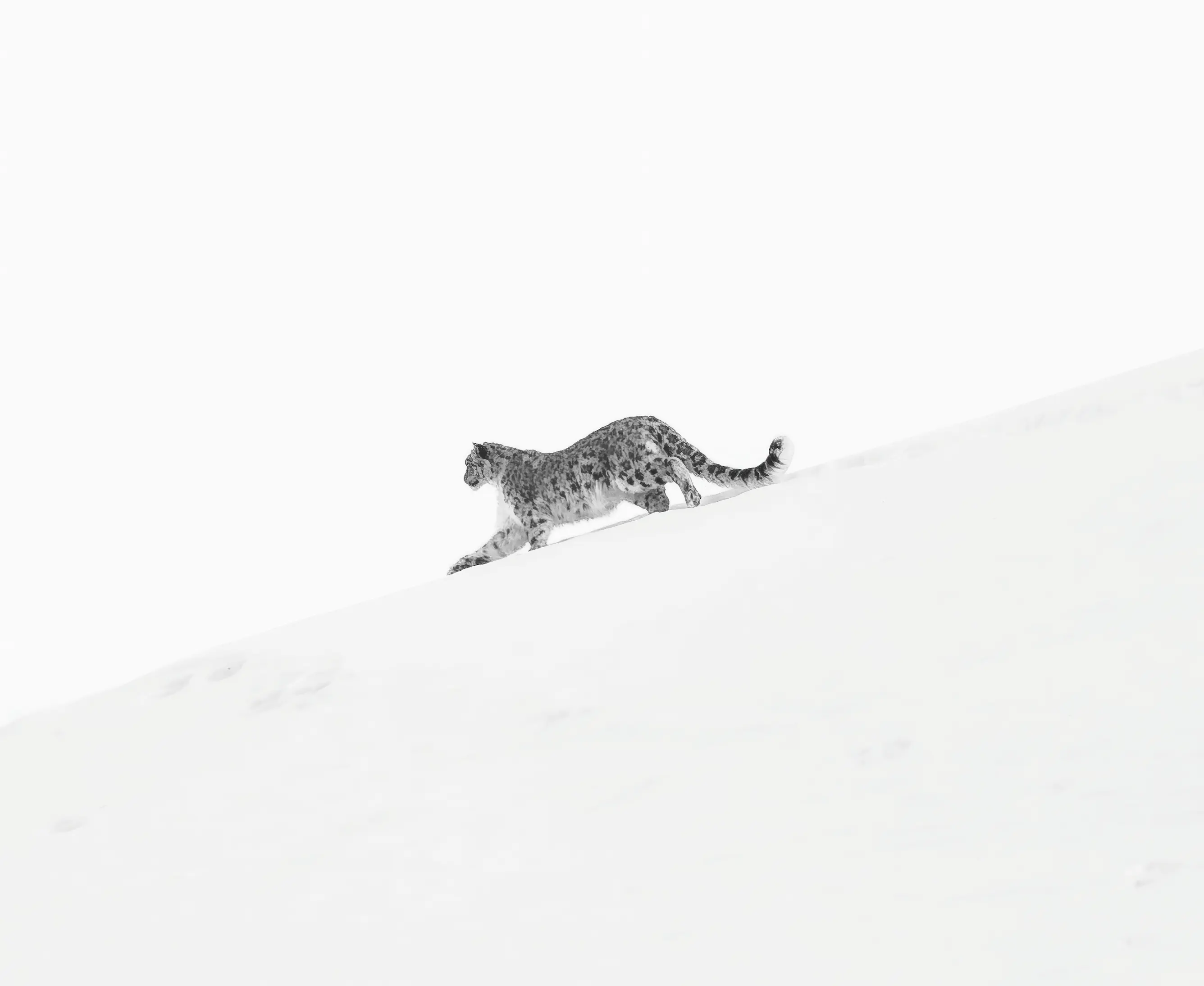 Himalayan brown bear in the high-altitude Ladakh valley — ecosystem shared with snow leopards