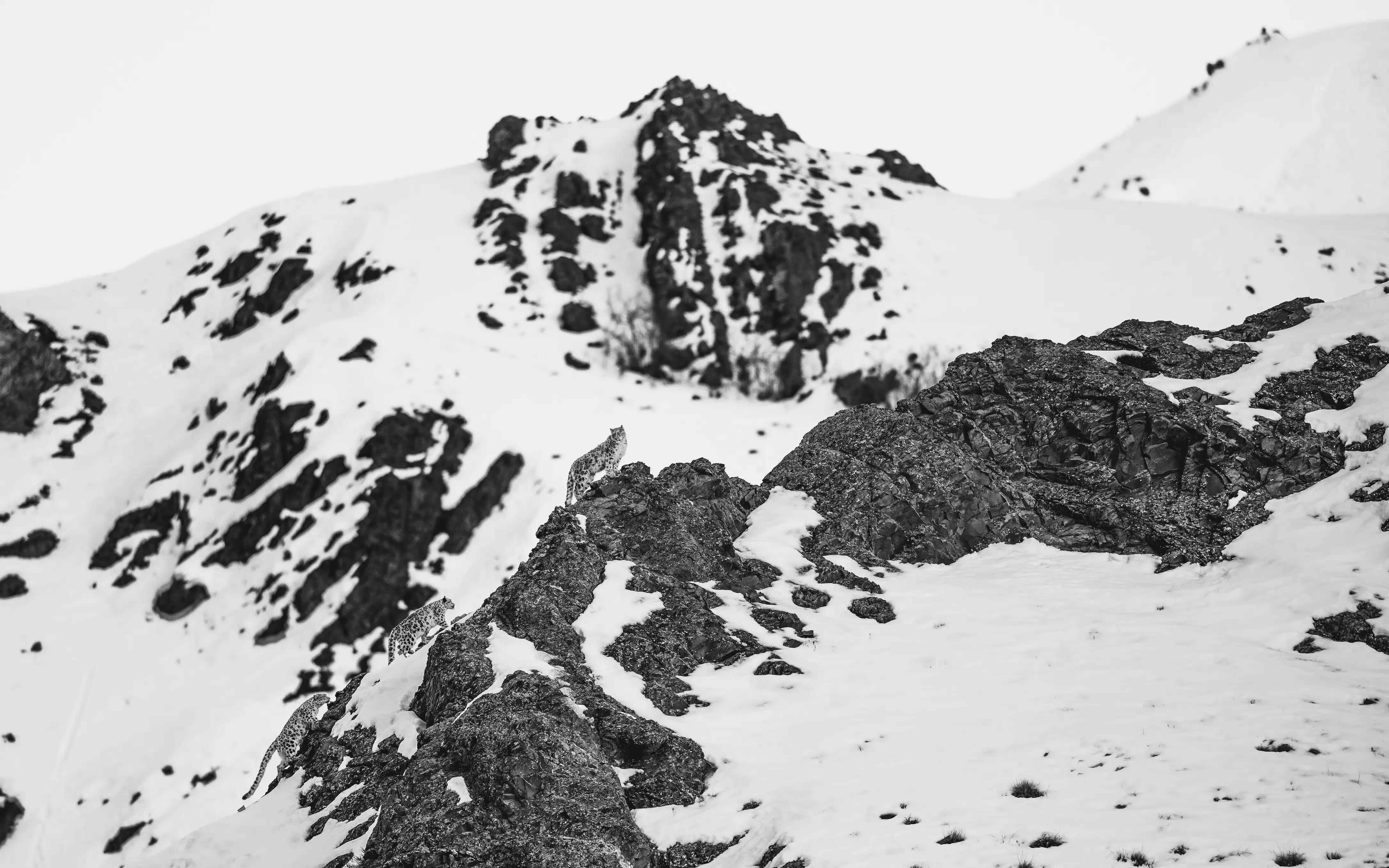 Golden eagle soaring over Ladakh mountain valley — the high-altitude ecosystem where snow leopards hunt
