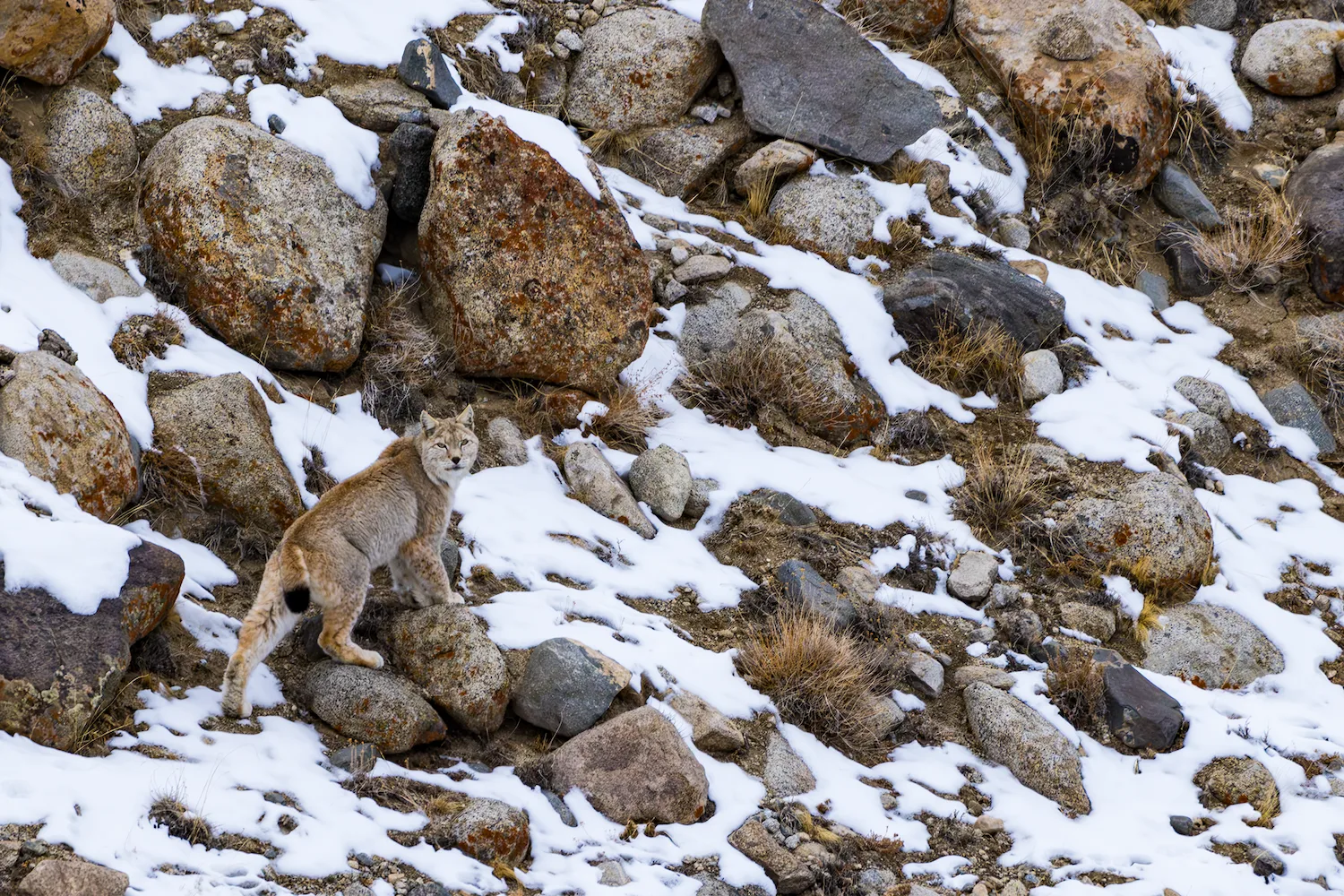 Eurasian Lynx (Ee) in the rocky mountain terrain of Ladakh's Nubra Valley and Hemis National Park, India