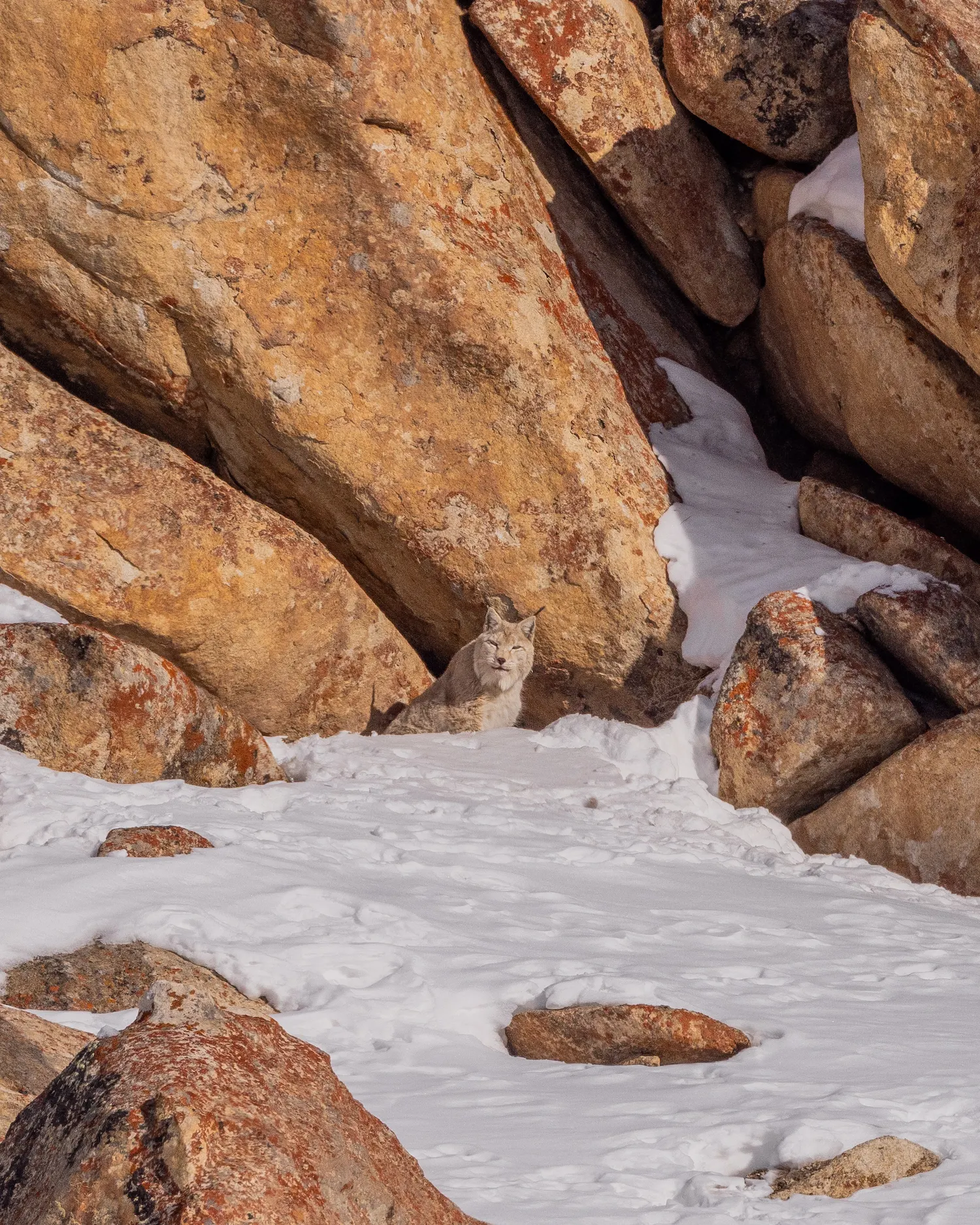 Sea buckthorn valleys and rocky cliffs of Nubra and Rumbak — prime Eurasian Lynx habitat in Ladakh