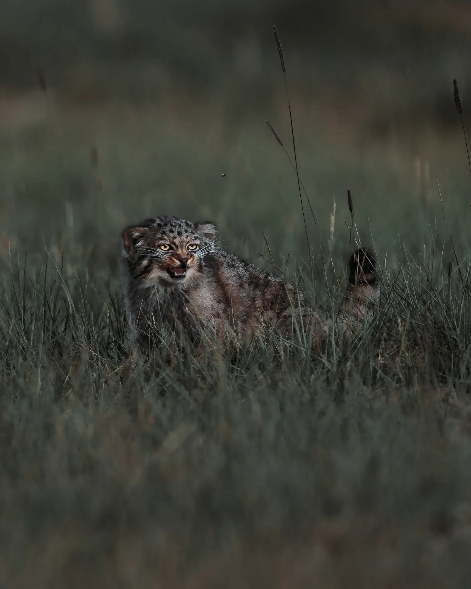 Pallas's cat (Manul) resting on rocky terrain in Ladakh's Changthang — Elite Expedition wildlife sighting