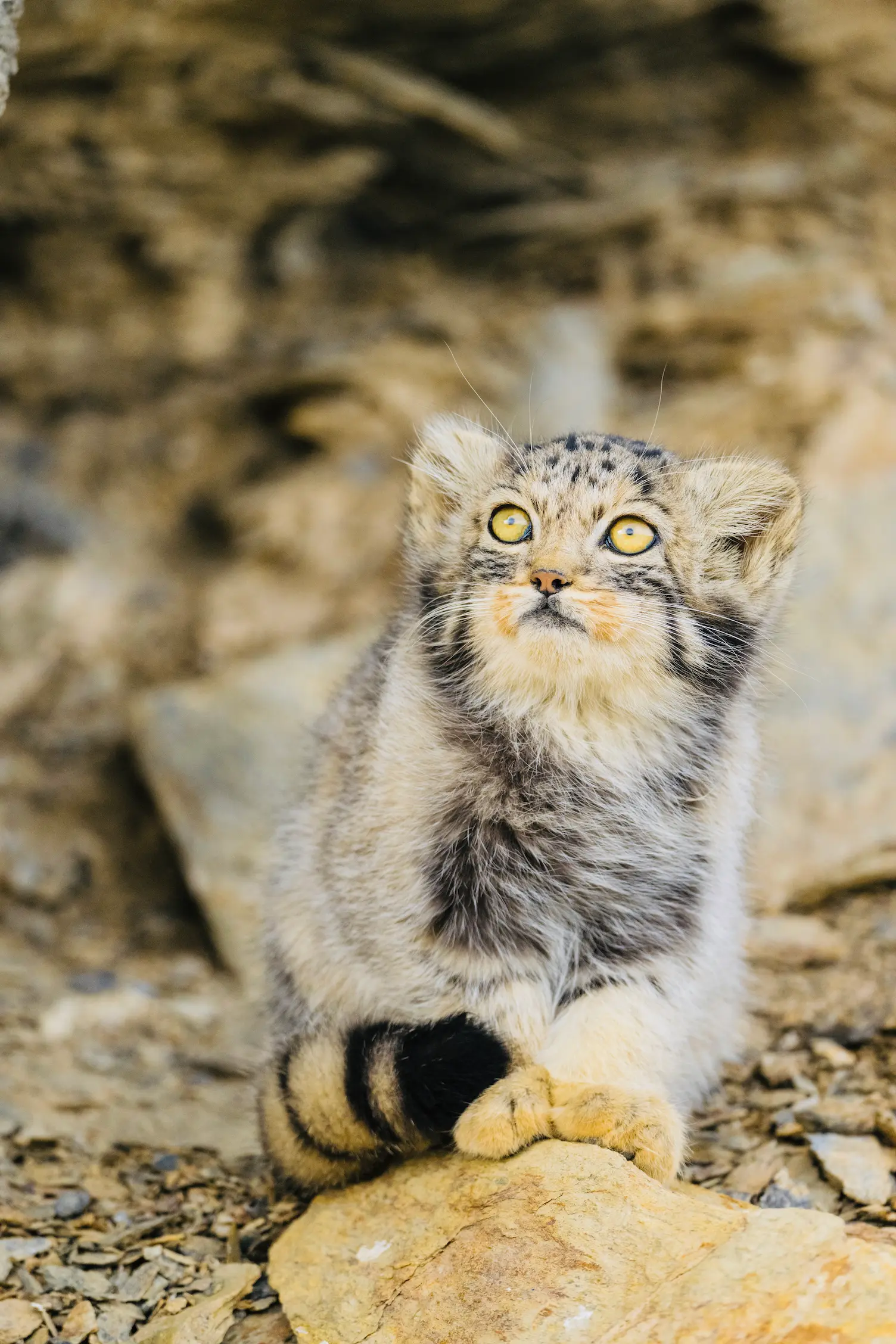 Cold desert terrain of Changthang, Ladakh — prime Pallas's cat habitat