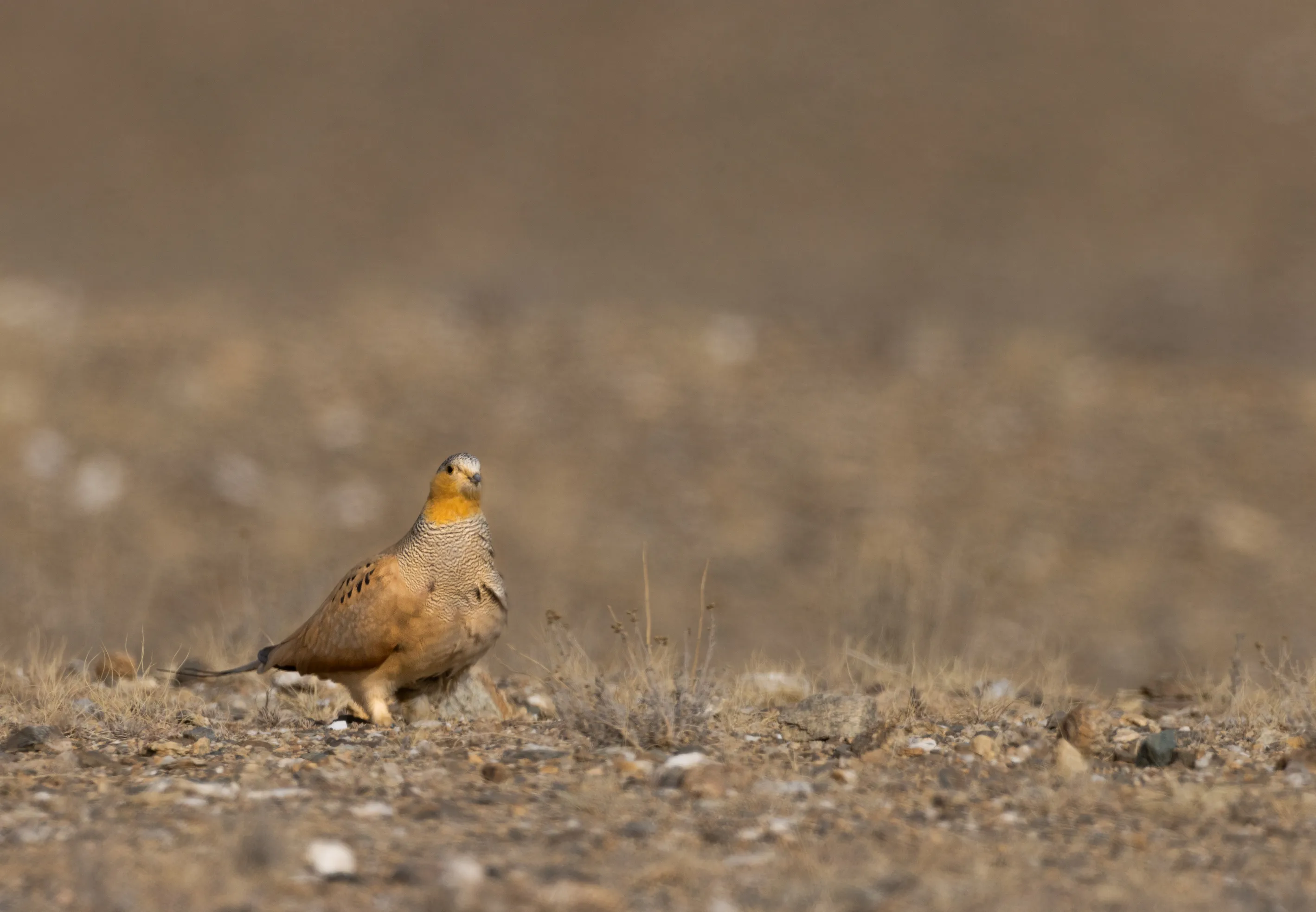 Rare birds at the high-altitude wetlands of Ladakh — Elite Expedition birding expedition